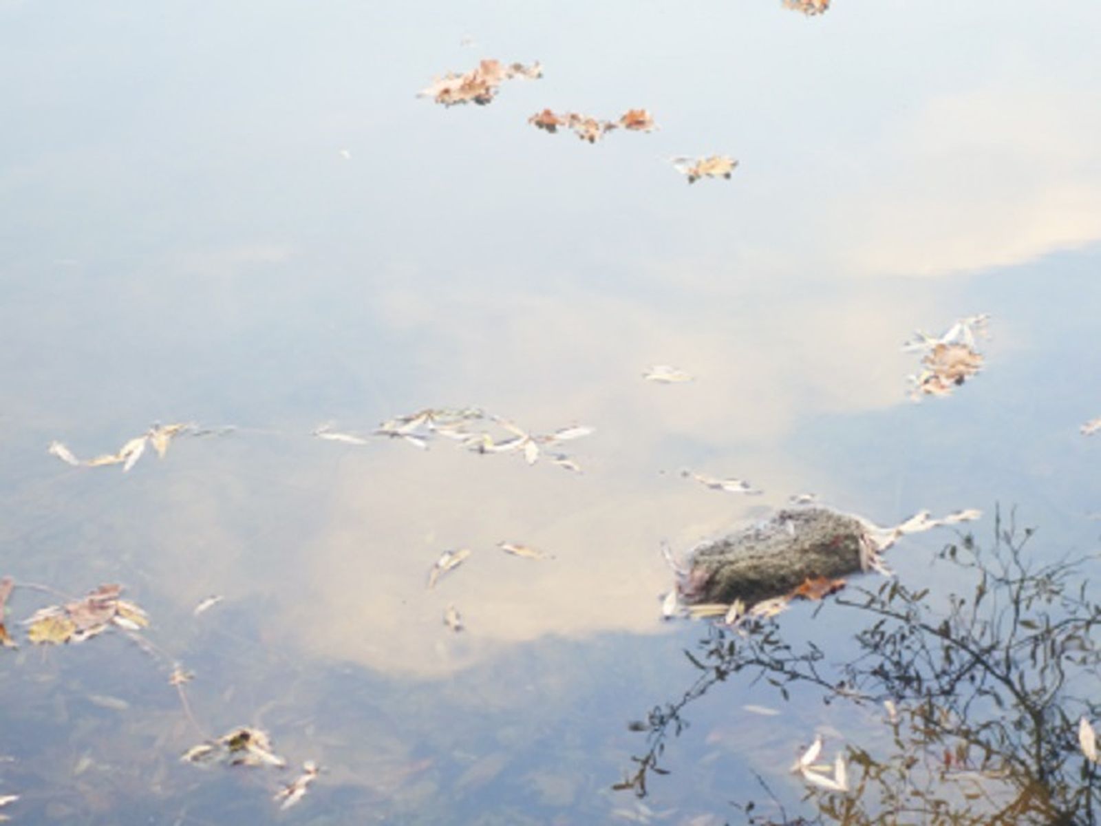 Obra de Jeanne Chevalier.