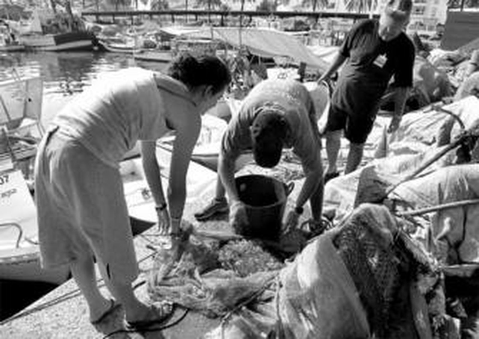 Medusas recogidas en el mar son depositadas en el puerto de La Caleta de Vélez, el verano pasado.