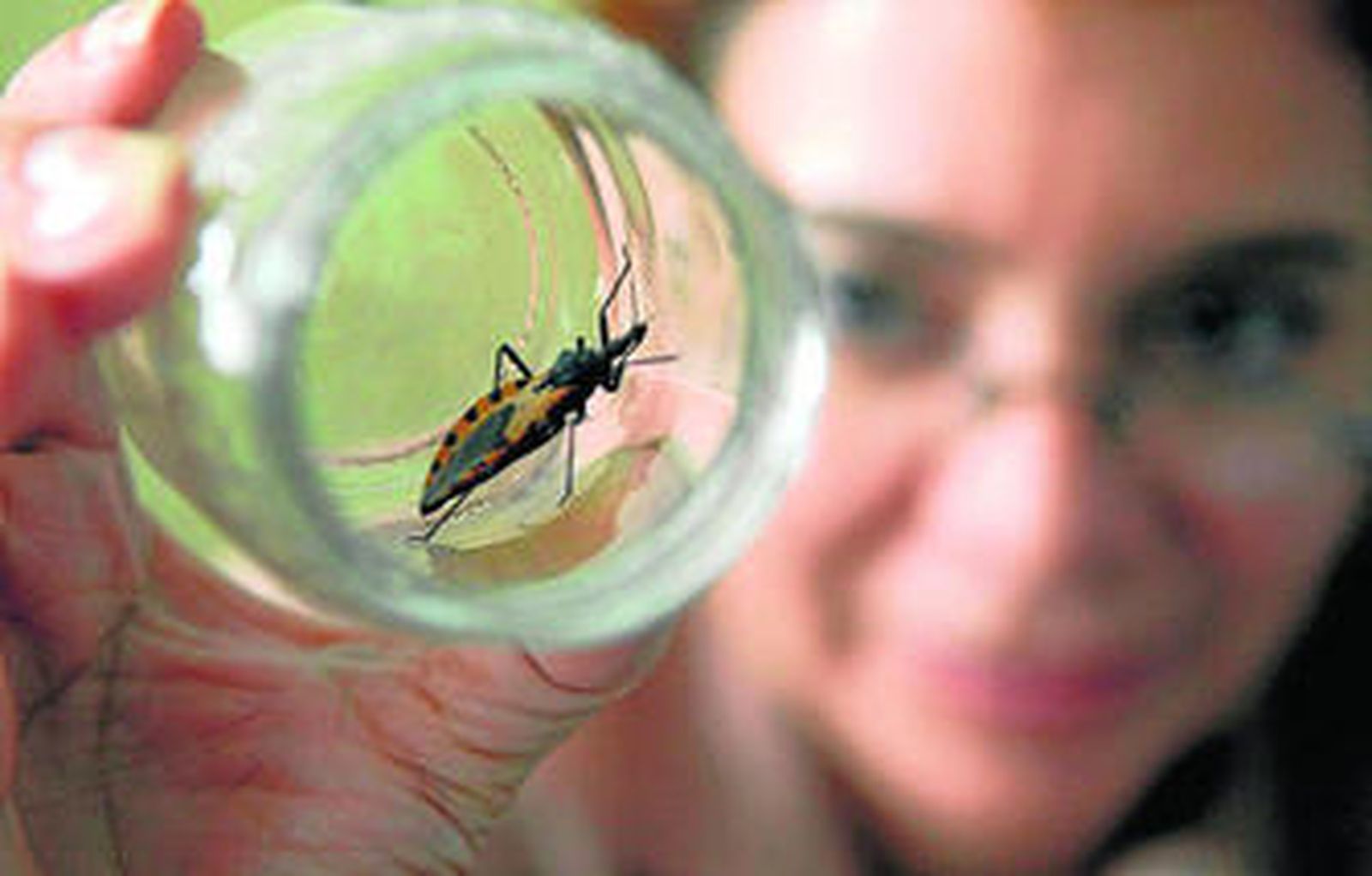 La chinche picuda es el animal transmisor del mal de Chagas, conocido como la enfermedad de los pobres.