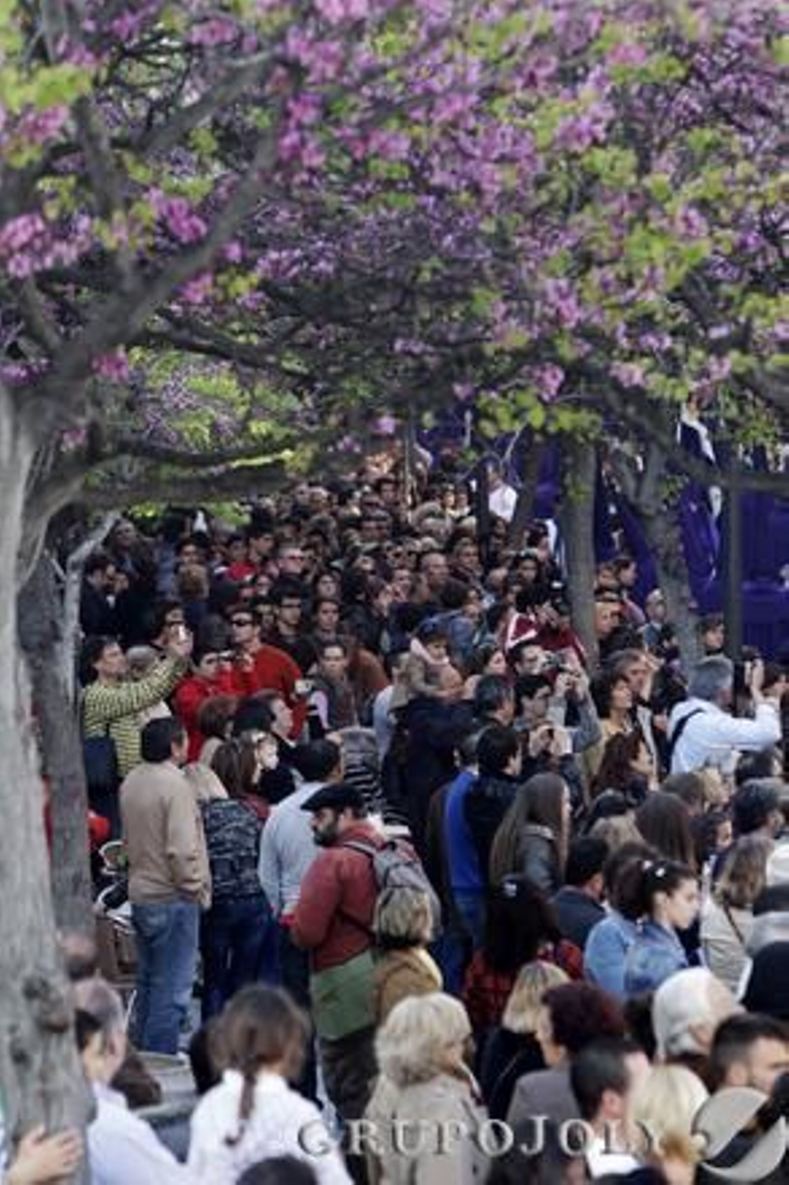 Real, Ilustre y Venerable Cofradía de Penitencia de Nuestro Padre Jesús de la Salud, María Santísima de la Esperanza y Nuestra Señora del Amor Hermoso.

Foto: Lourdes de Vicente