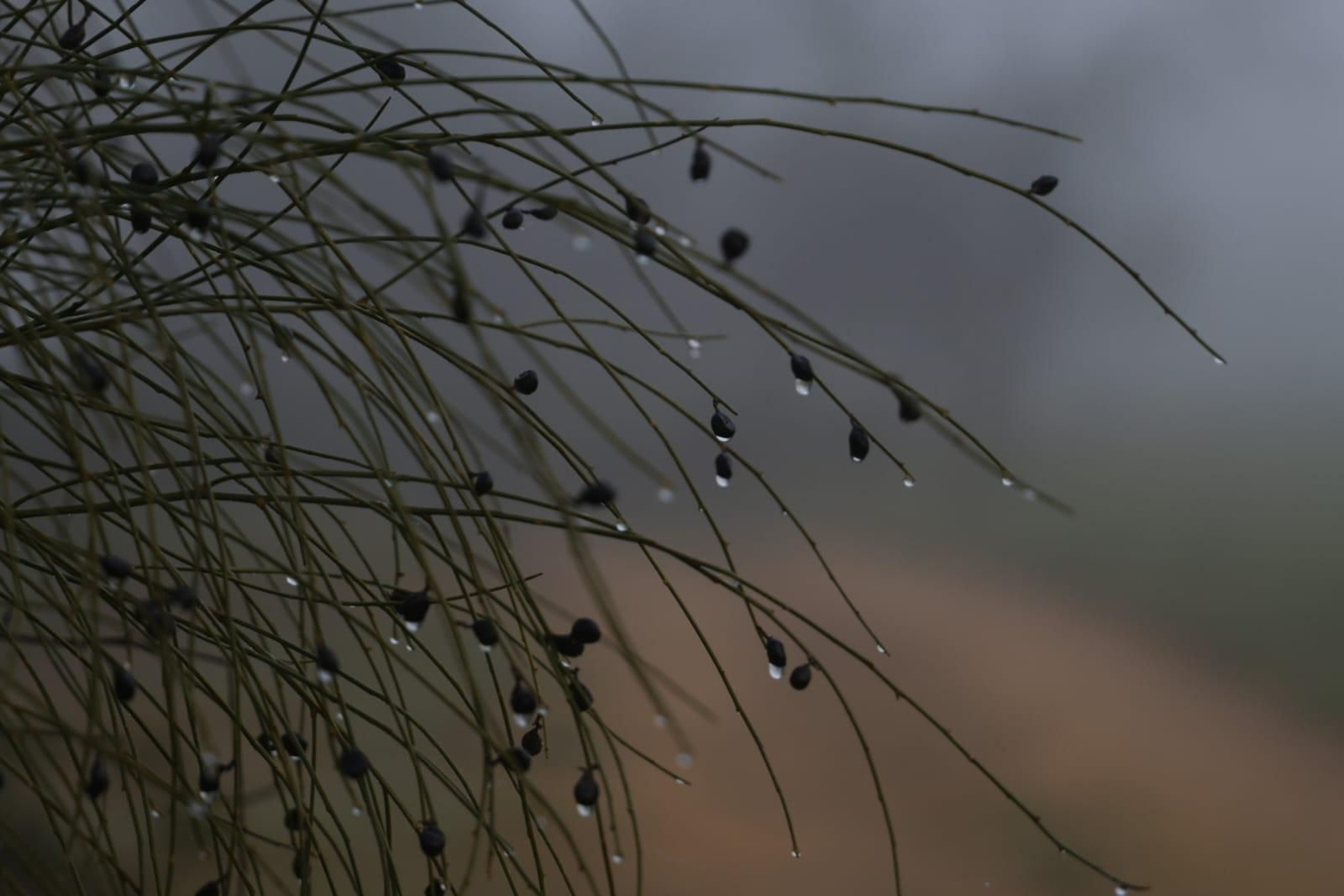 Huelva se tiñe de blanco con la densa niebla de este jueves: espectaculares imágenes de la provincia a primera hora de la mañana