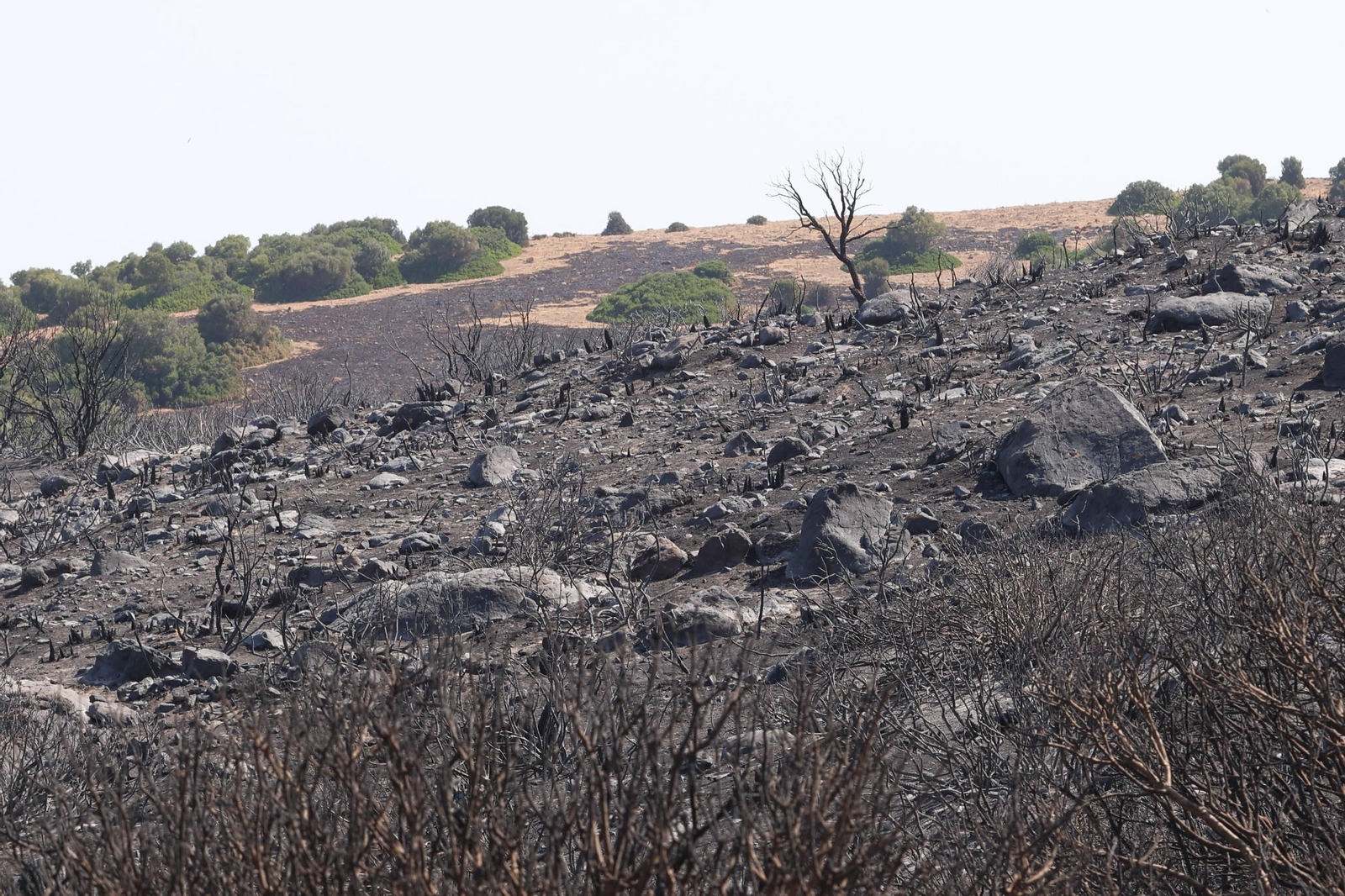 Las fotos de los efectos del incendio forestal en la Sierra de la Plata y Atlanterra, en Tarifa