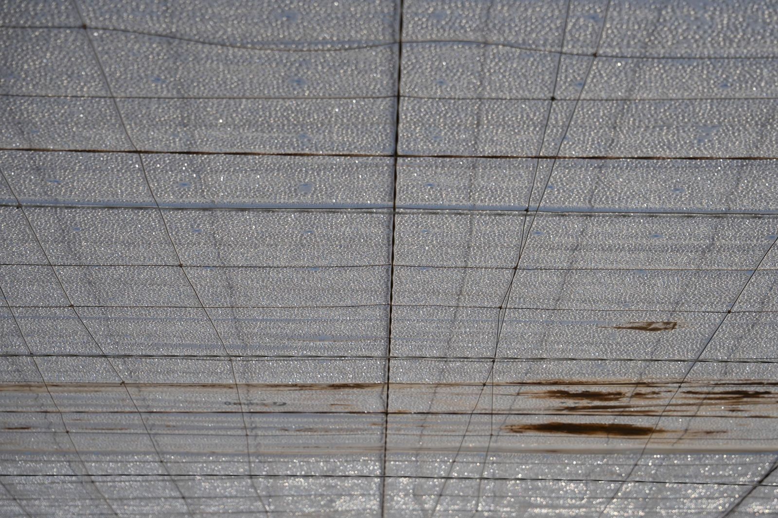 La primavera se planta en invierno entre sandías y tomates almerienses