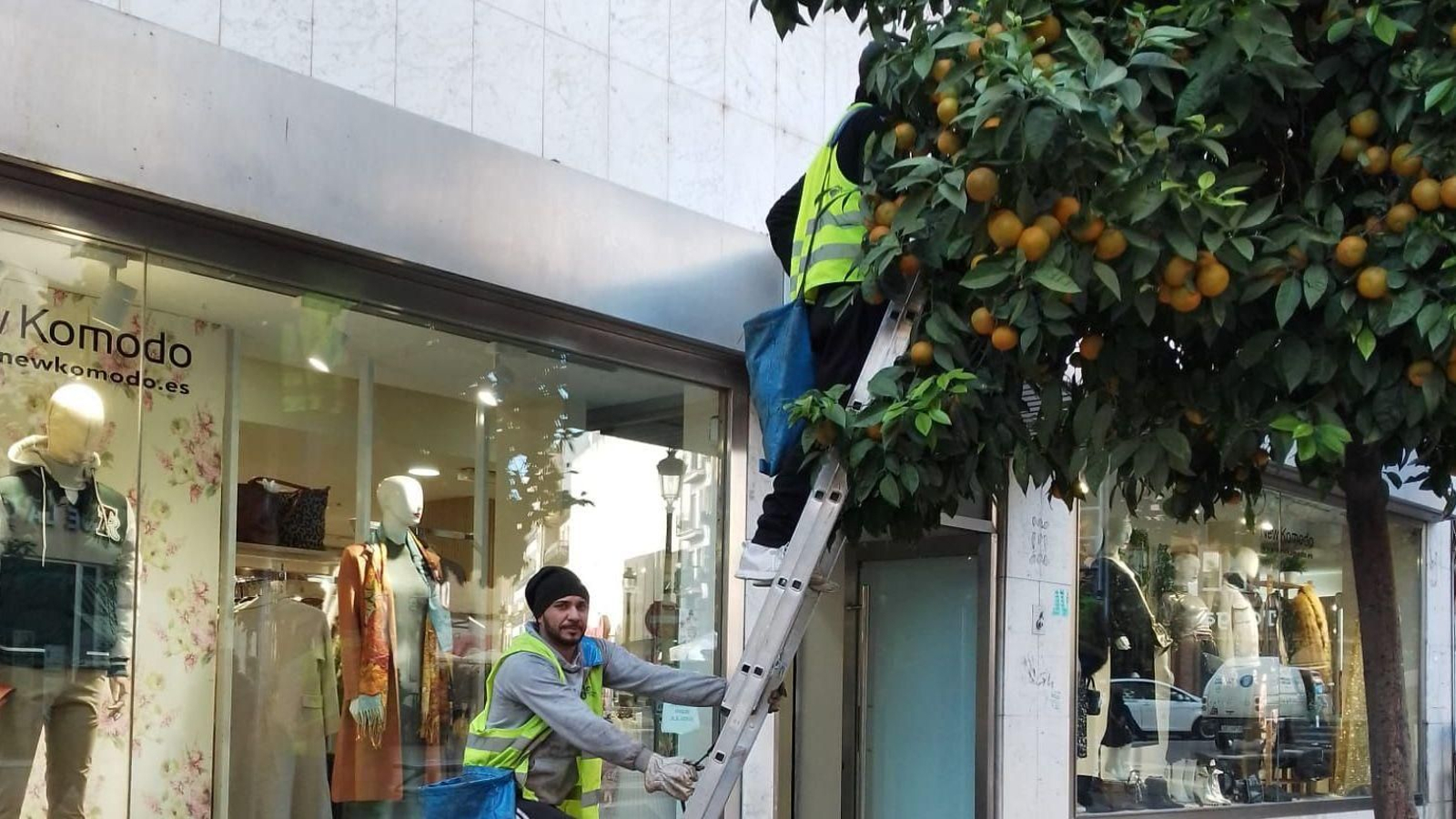 Recogida de naranjas en las calles de la ciudad.