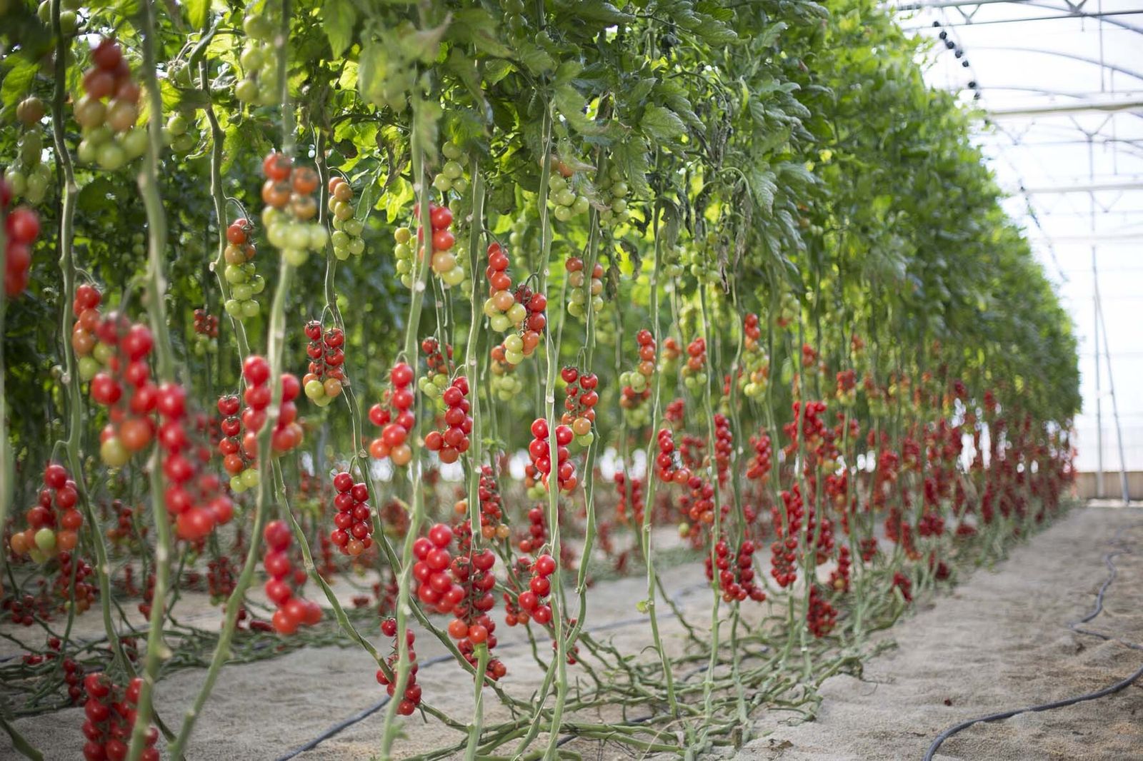 Proyecto de la Universidad de Almería junto con la Fundación MGS