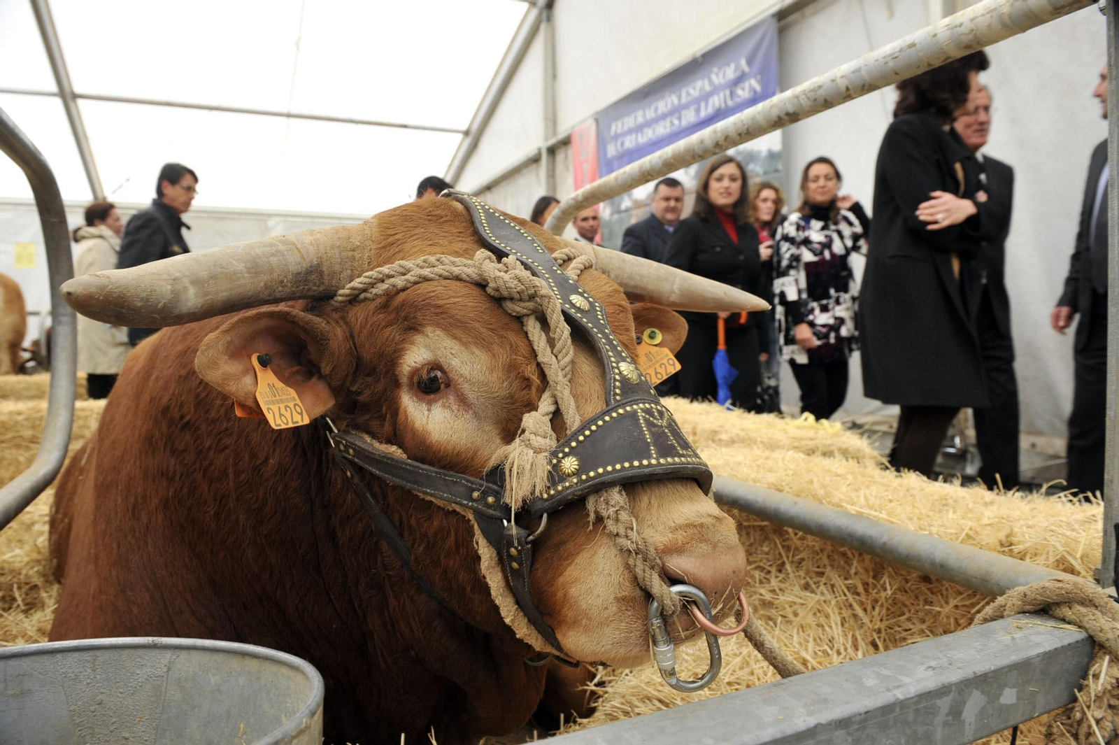 Un semental, en uno de los cerrados de la Feria Agroganadera.