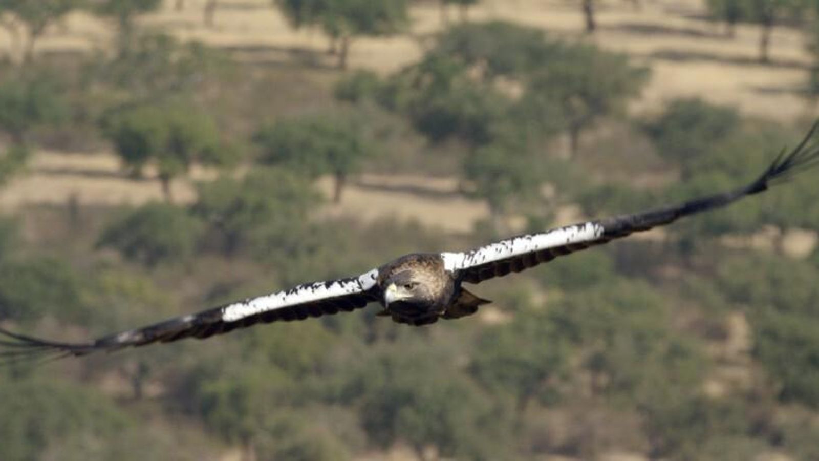 El vuelo del águila imperial.