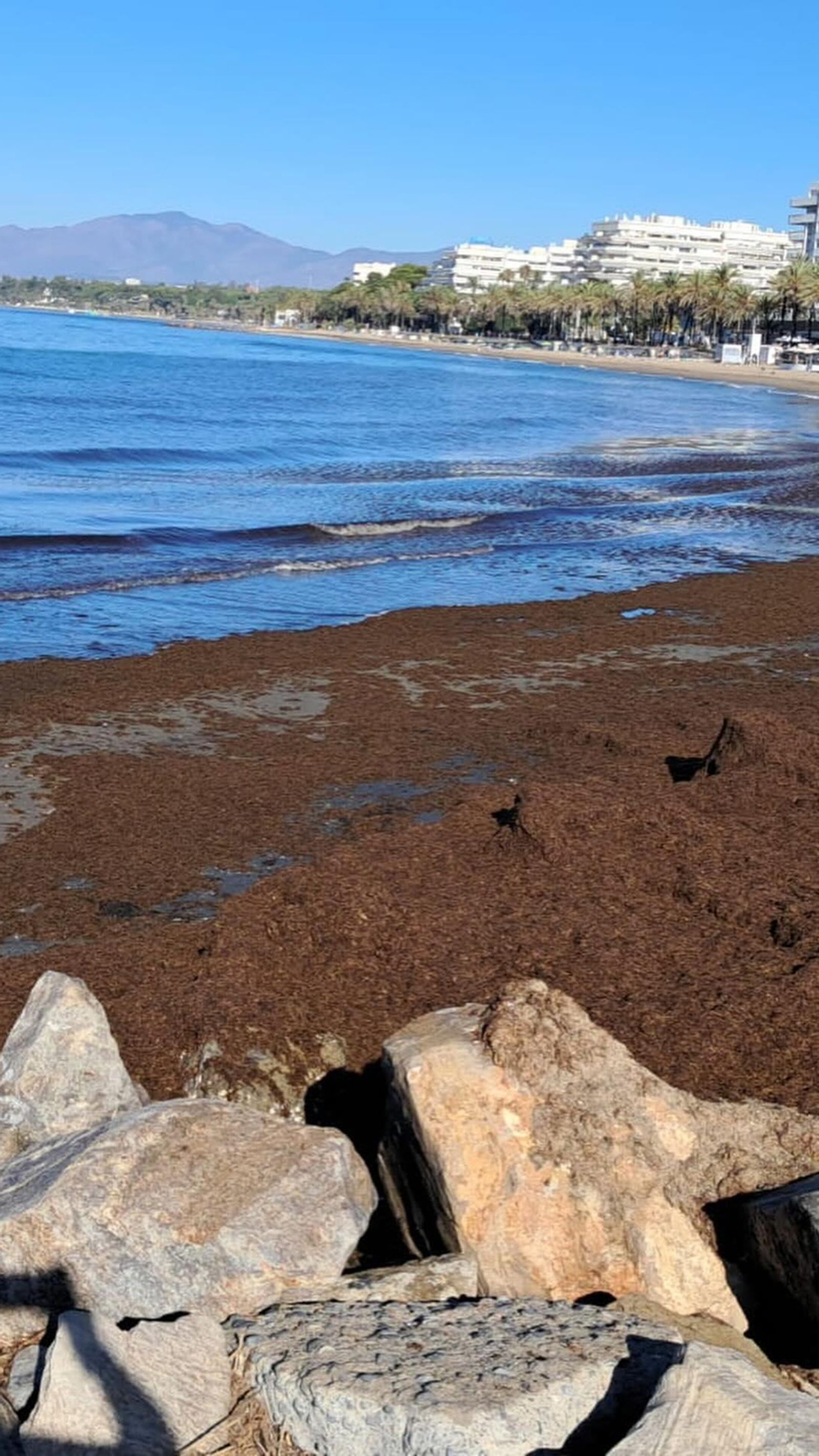 Una de las playas, atestadas de algas Una de las playas, atestadas de algas