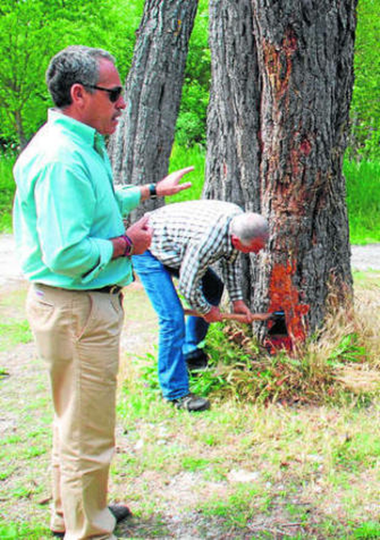 Proceso de extracción de la resina.