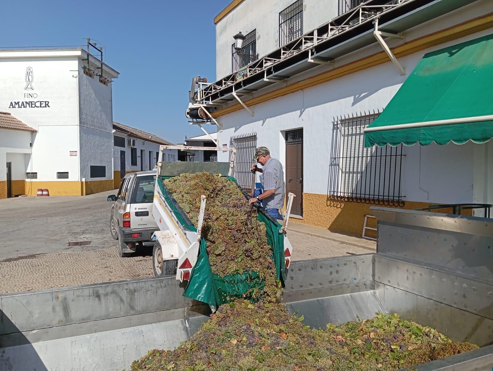 Las paseras de Montilla-Moriles a pleno rendimiento, en imágenes