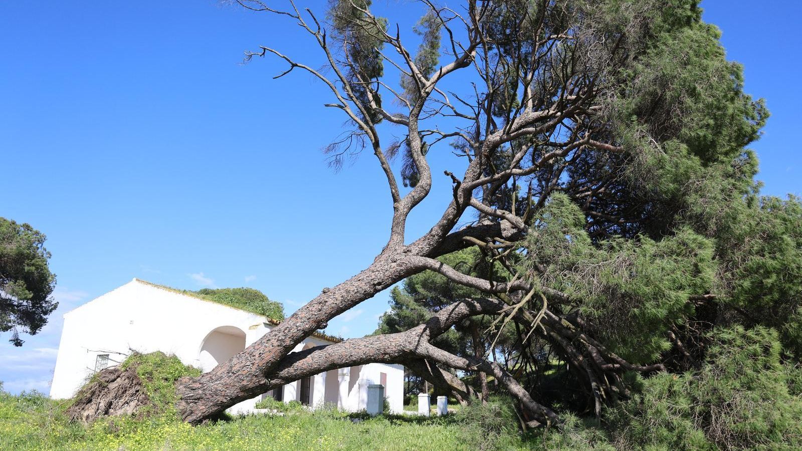 El pino de Fuentepiña de Moguer, que fue declarado Bien de Interés Cultural por la Junta de Andalucía, a punto de morir.