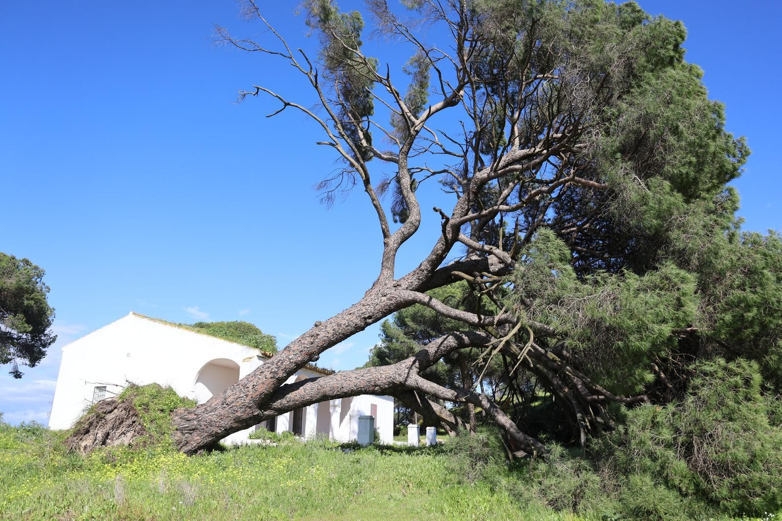 El alcalde de Moguer, Gustavo Cuéllar, anuncia que el pino centenario de Platero seguirá vivo.
