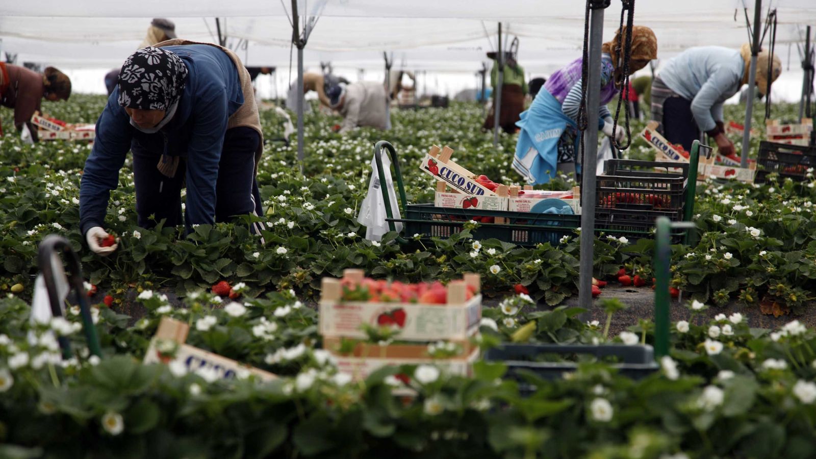 Recolección de fresas