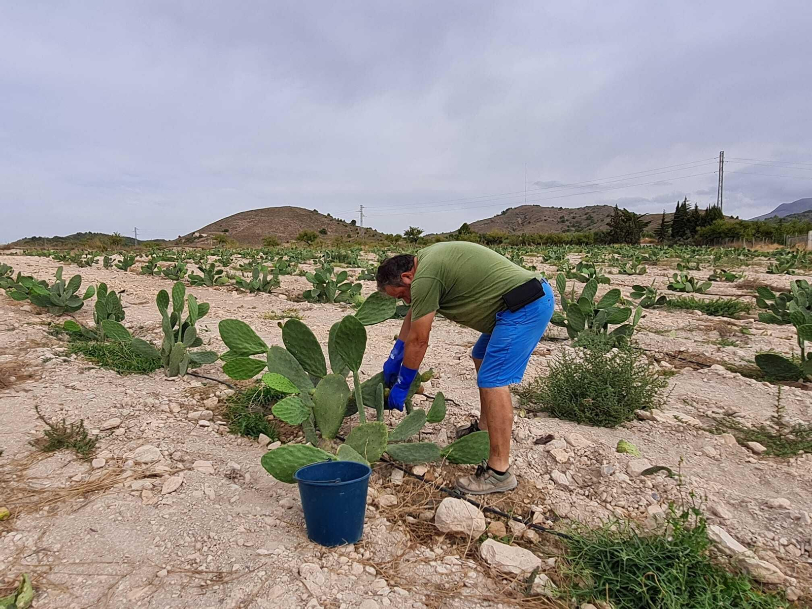 Las pencas de Almería vuelven a producir los chumbos más sabrosos
