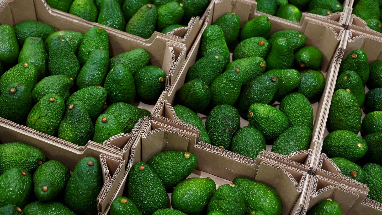 Aguacates de Las Lomas