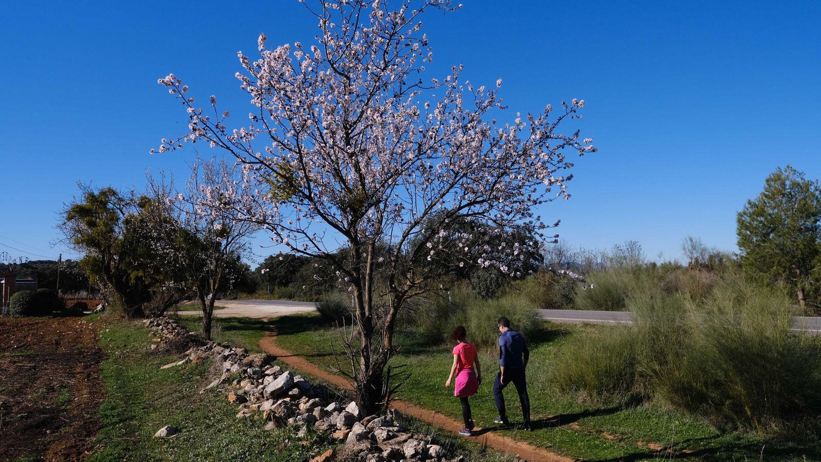 Los almendros de variedades más tempranas ya están en floración.