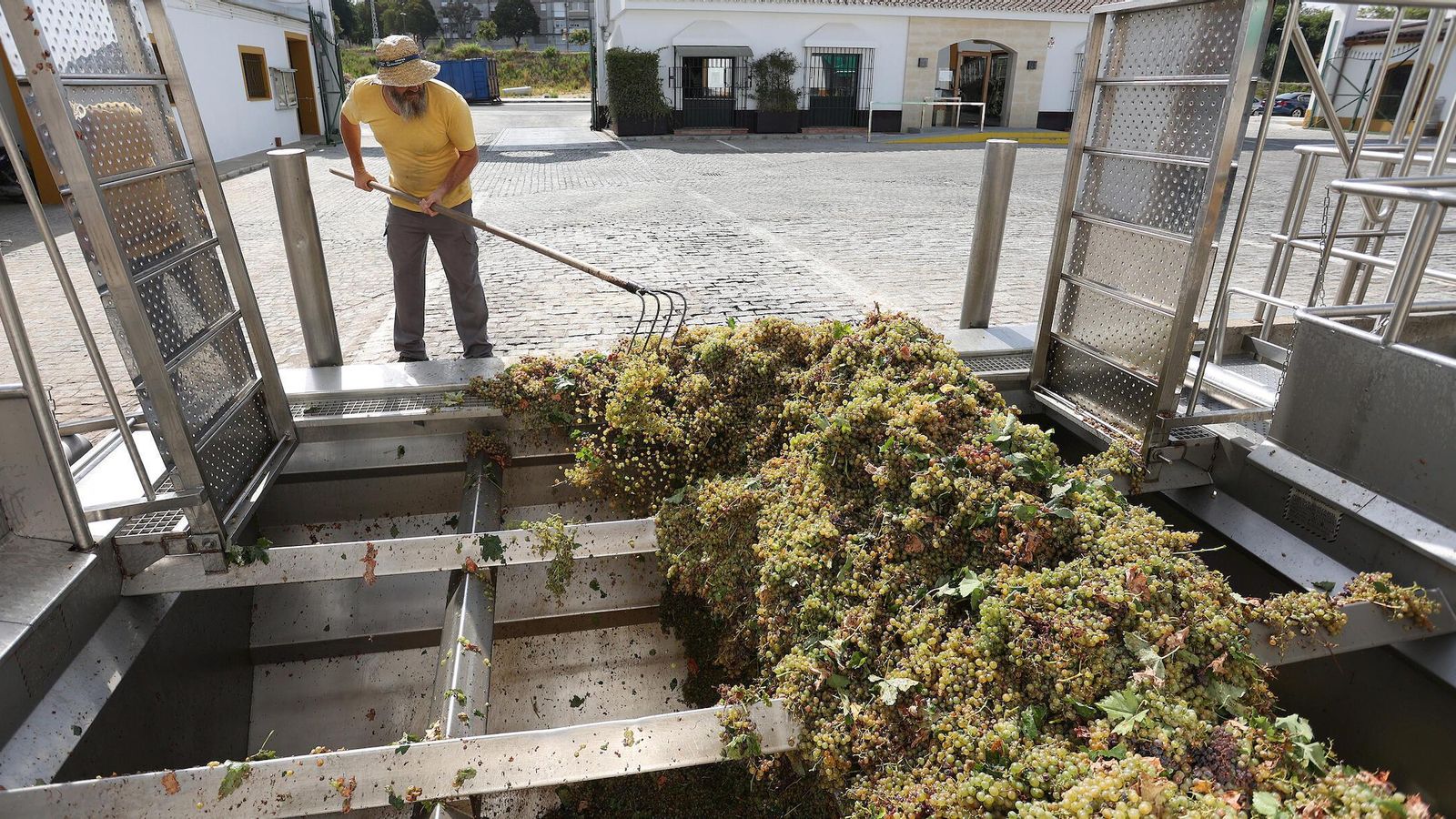 Molturación de la uva palomino en la cooperativa de Jerez.