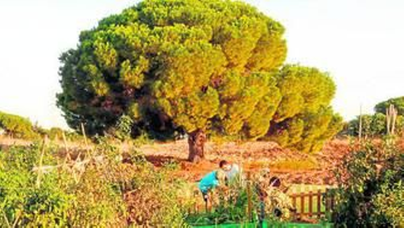 El empresario, Ángel Corona, aconseja a un hortelano ante la zona por la que se ampliará el huerto.