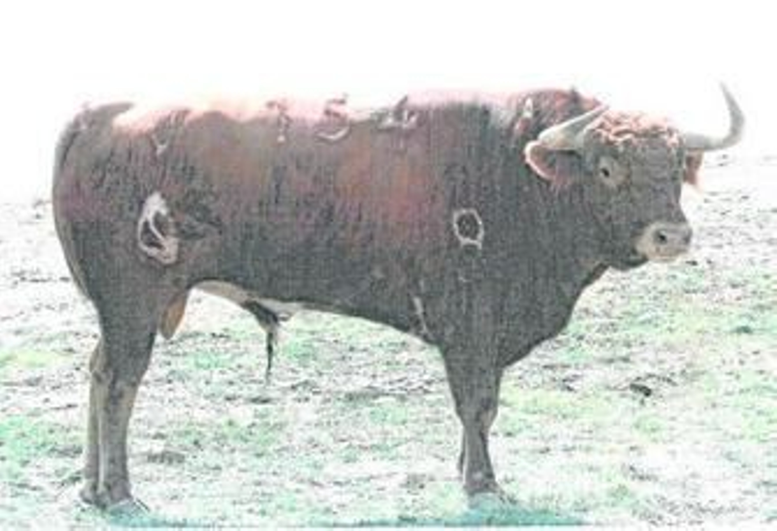 El número 154, uno de los dos utreros de Condesa de Sobral, de Alfredo Erquicia, indultados en Viana.