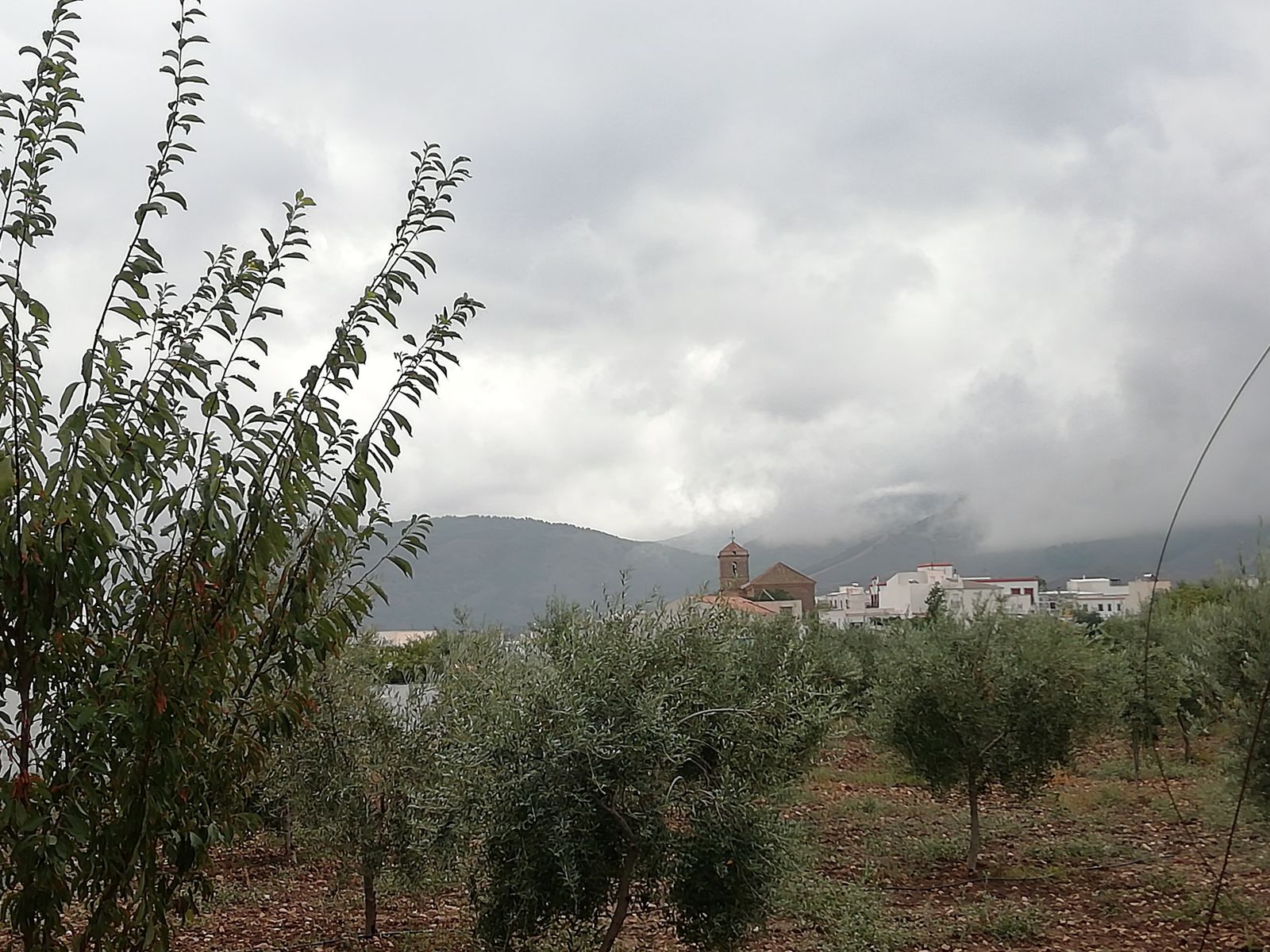 Padules desde la bodega Barea Granados