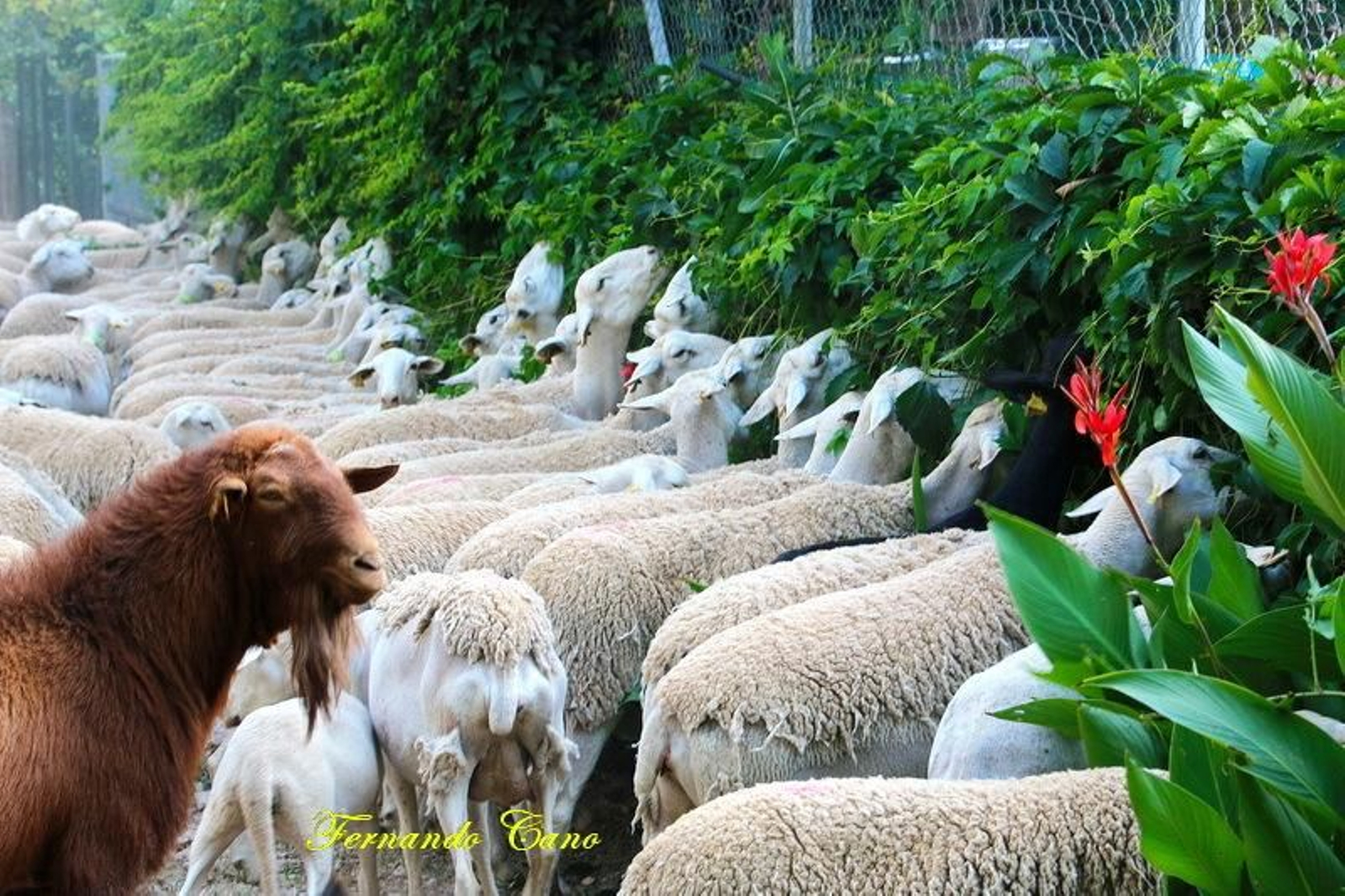 Las reses del ganadero Pablo Espinar hacen la trashumancia a su paso por Mogón.