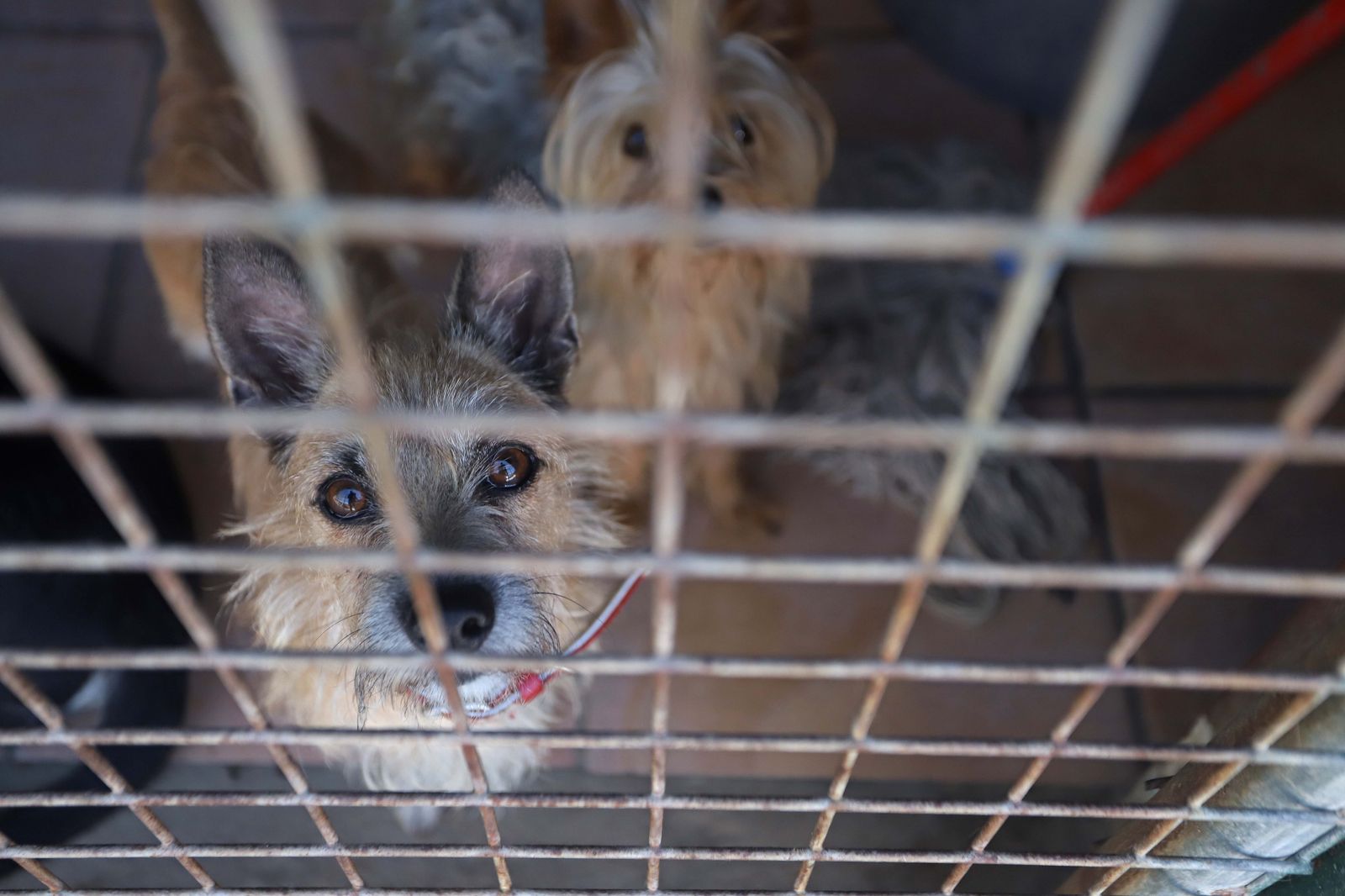 Animales en SOS Los Barrios.