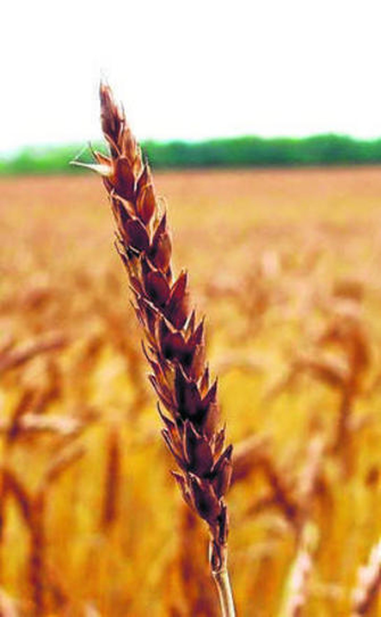 Este elemento se halla en el trigo.