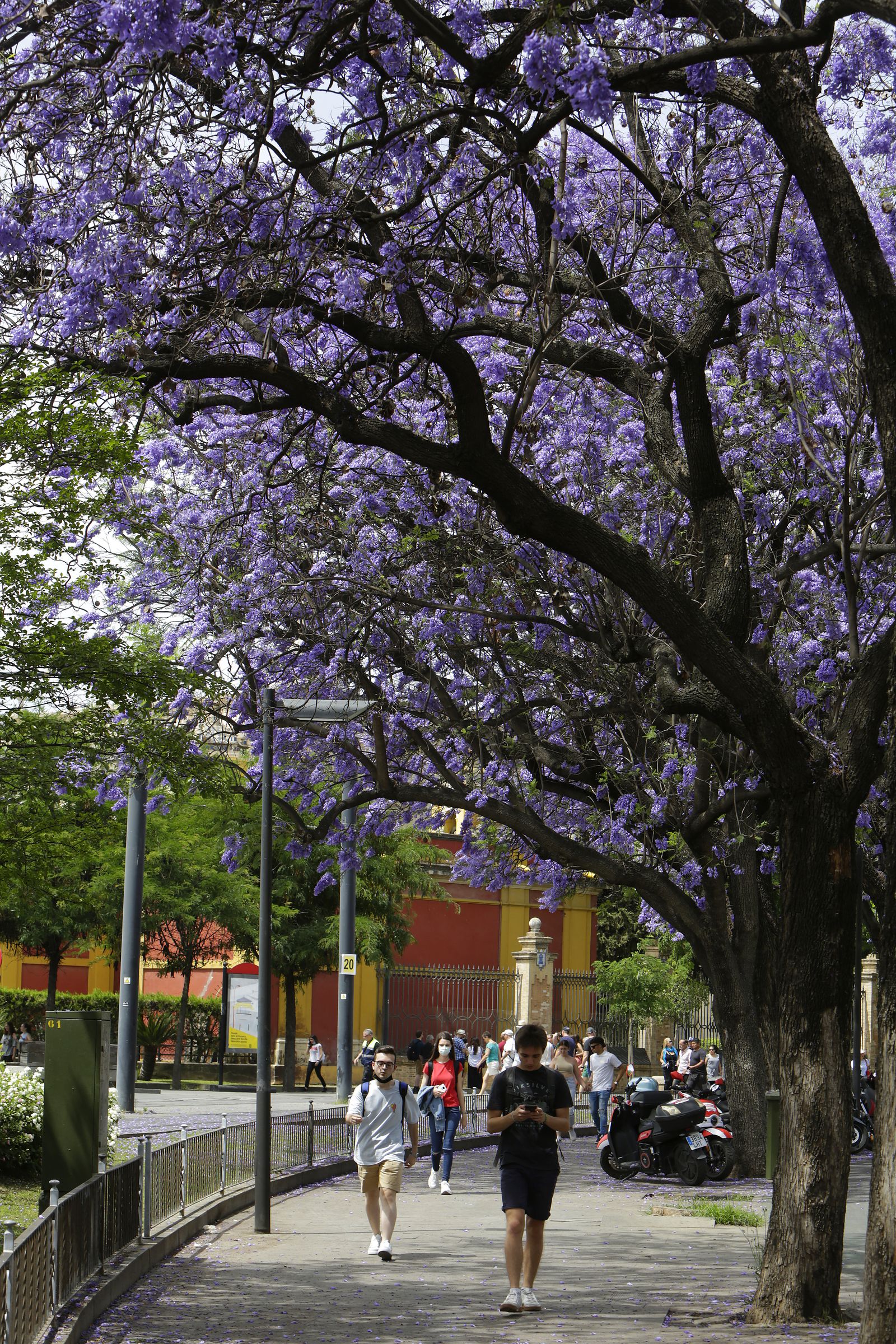 El color morado reina en Sevilla