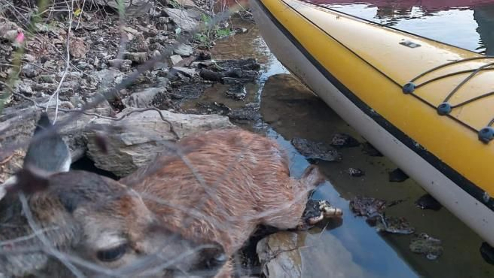 Rescatan a un cervatillo en el río Bembézar