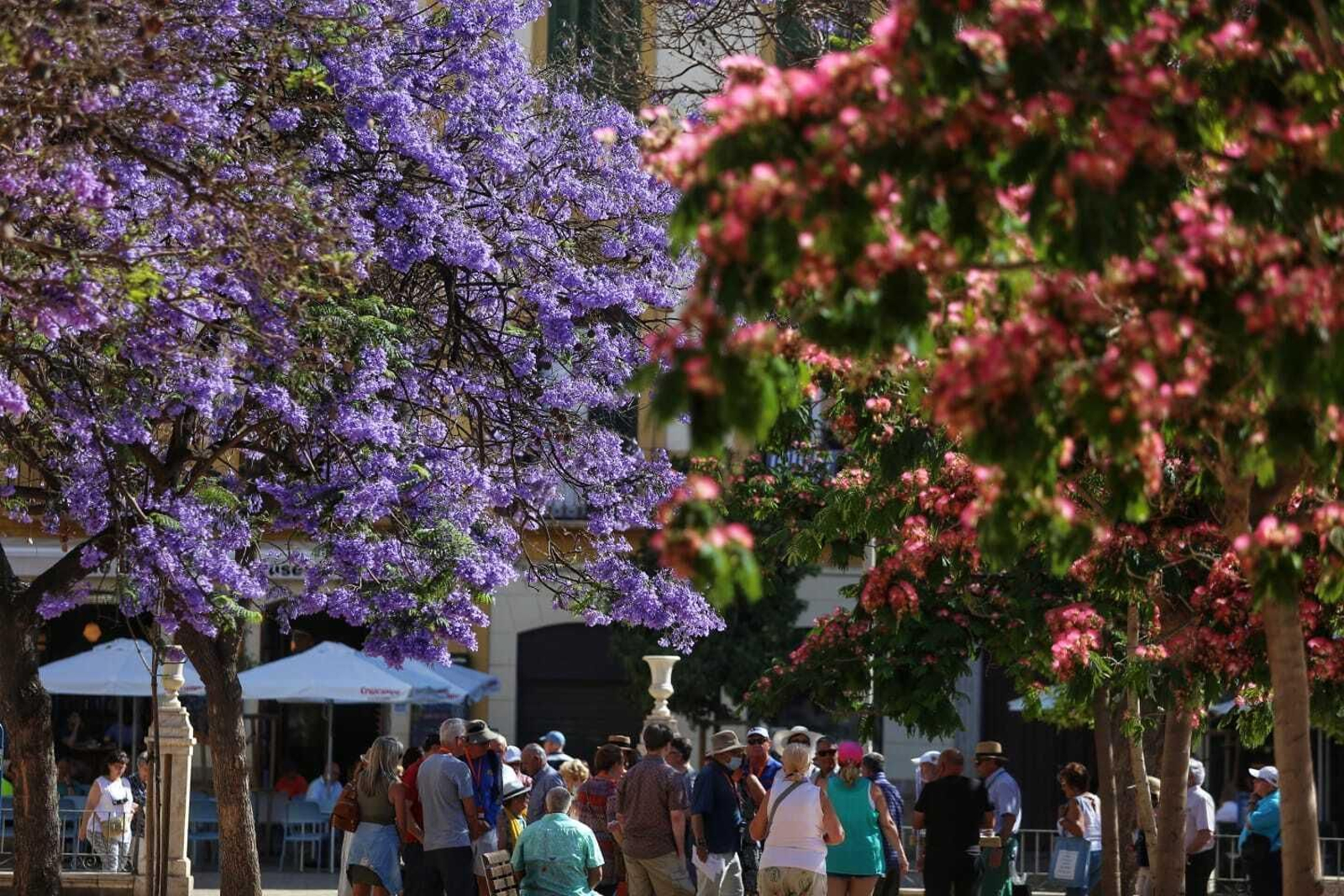 Jacaranda Jacaranda