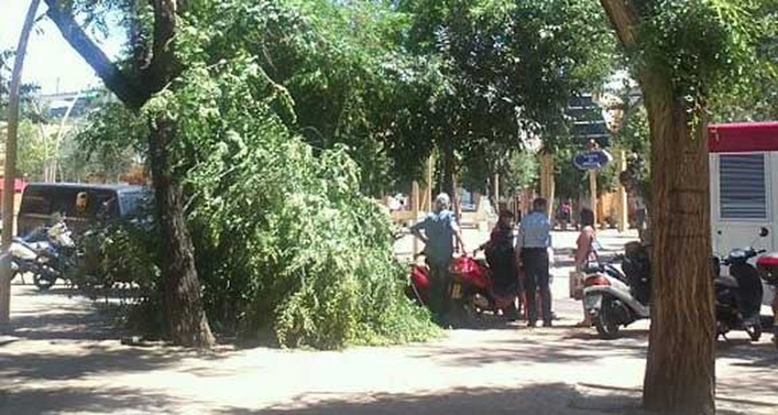 Cae sobre una joven una rama de un árbol en la Alameda