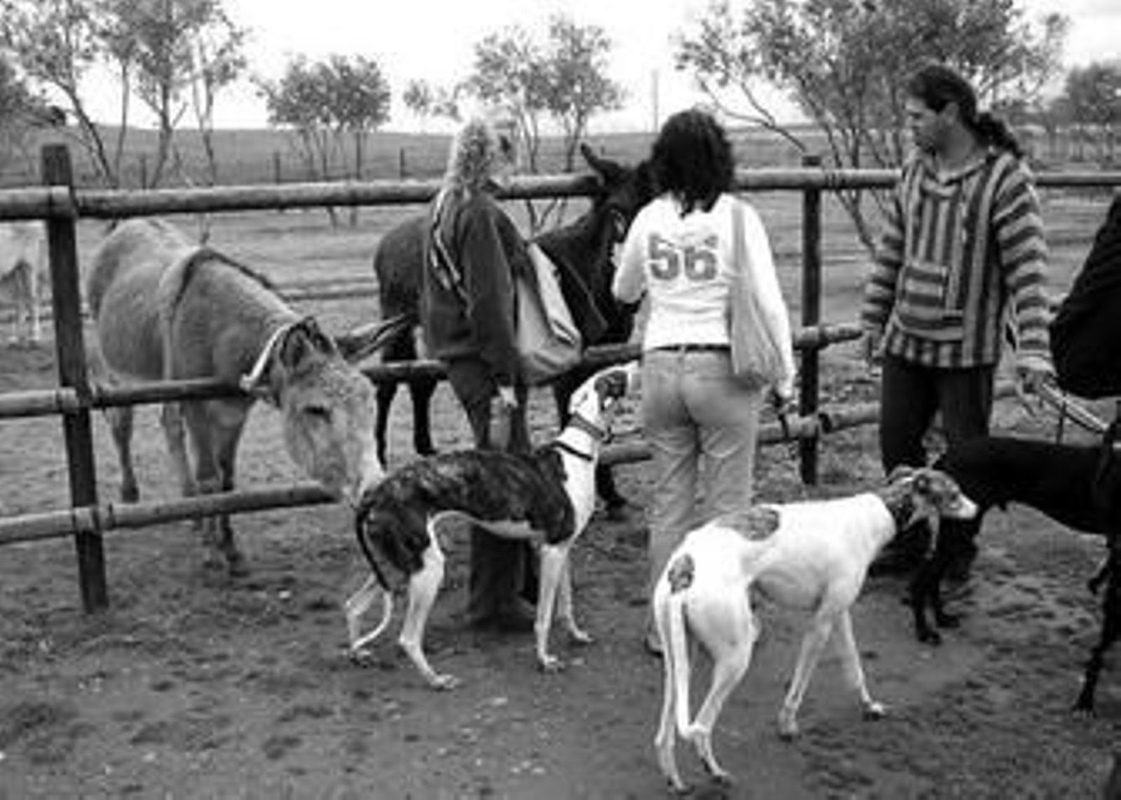 Participantes en la Fiesta del Galgo que tuvo lugar el año pasado por primera vez en Fuente de Piedra. Participantes en la Fiesta del Galgo que tuvo lugar el año pasado por primera vez en Fuente de Piedra.