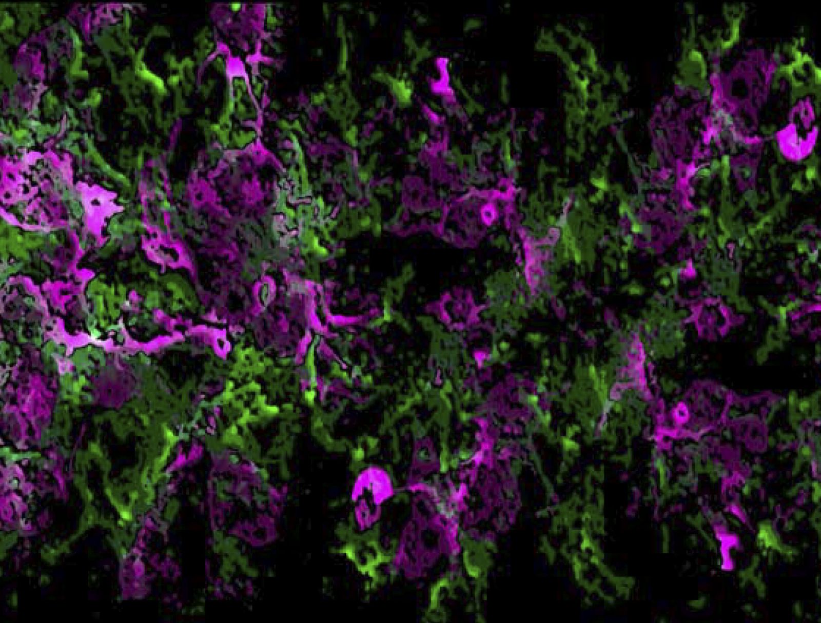 Las células producen de manera local el sustrato por donde se mueven.