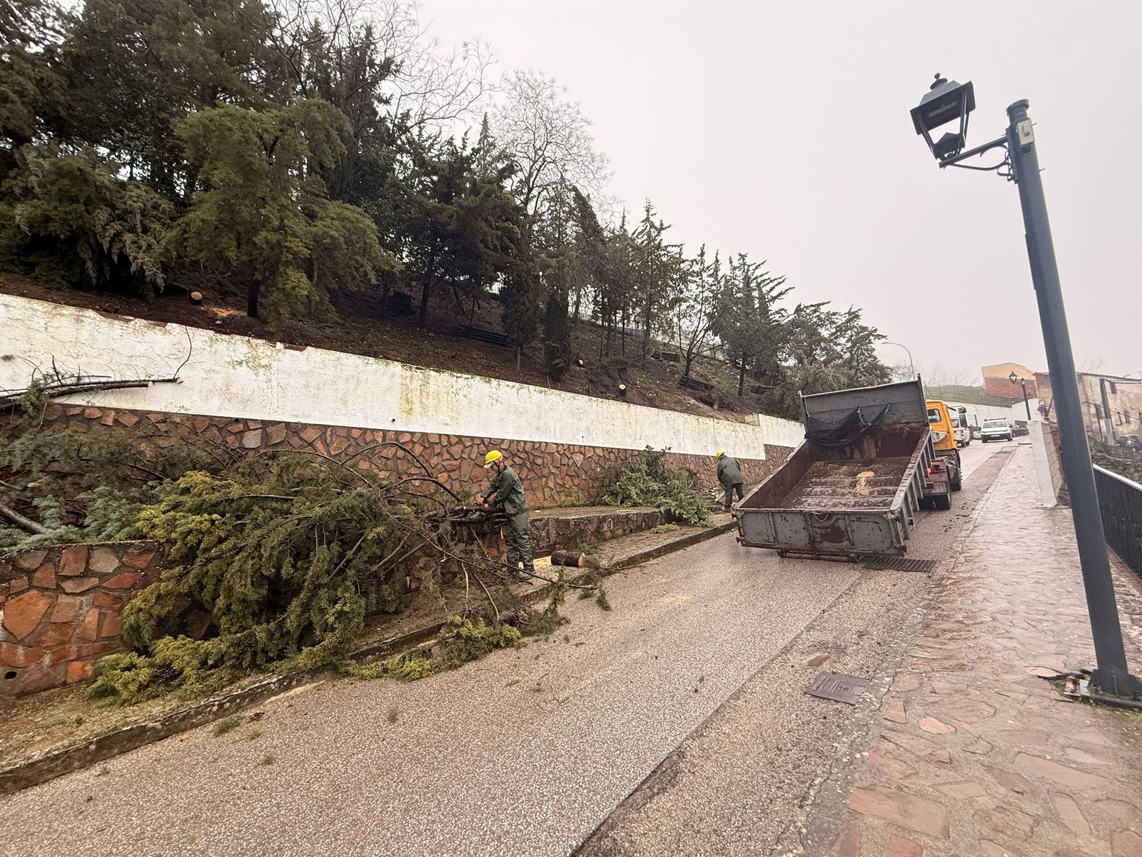 Recogida de árboles caídos en Martos.