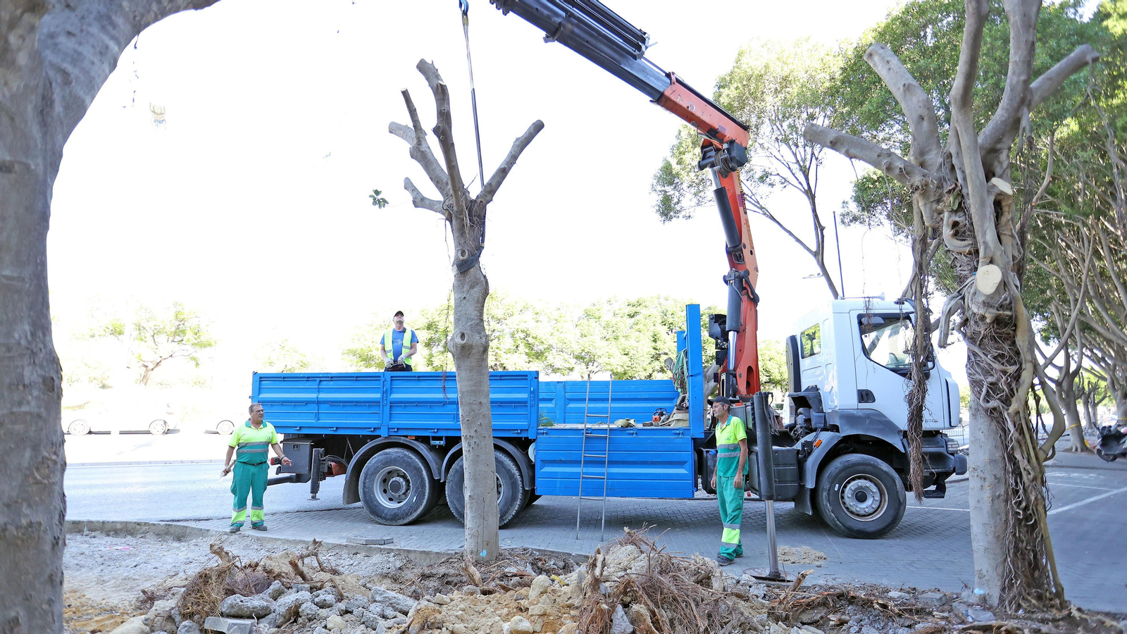 Traslado de los árboles de Chapín