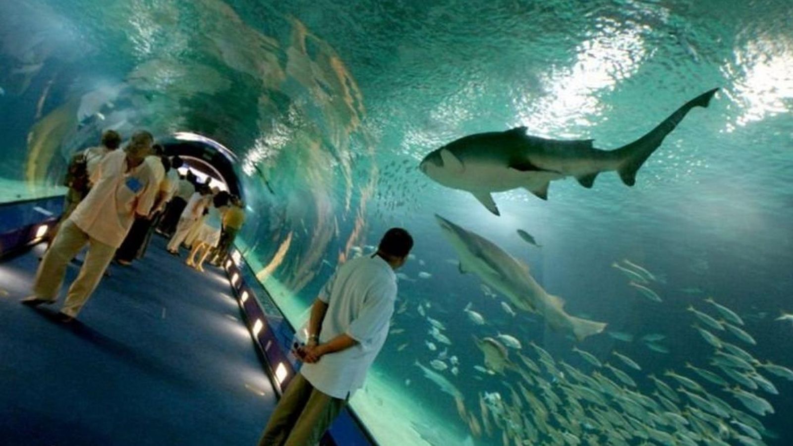 Instalaciones de los tiburones del Oceanográfico de Valencia.