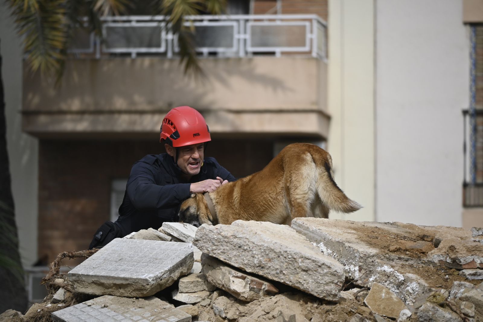Simulacro de rescate de la Unidad Canina, en la Plaza de la Merced