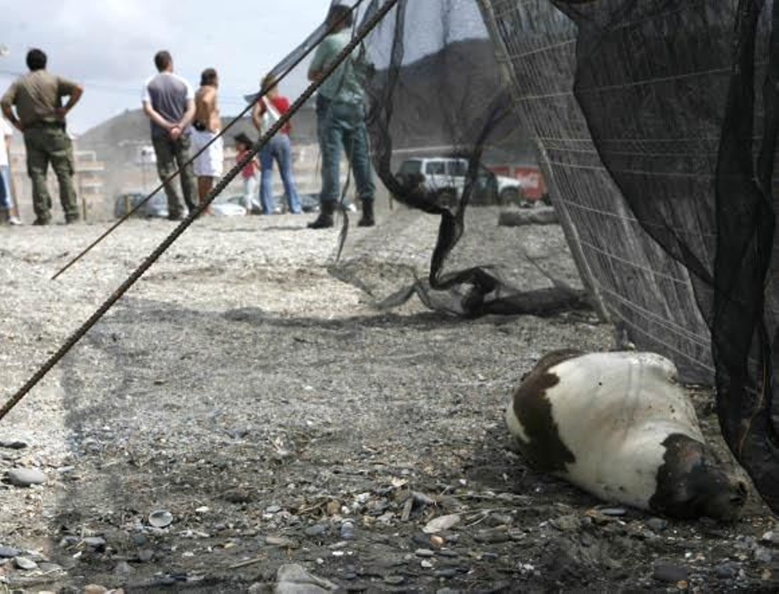 Una foca viva aparece en Motril