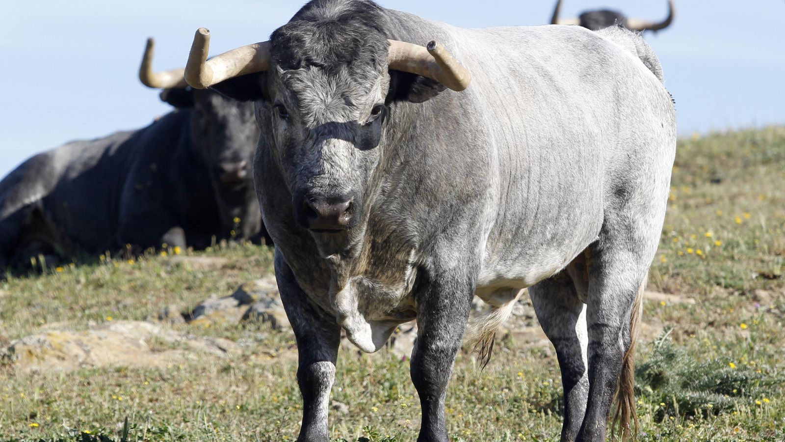 Uno de los toros de La Quinta reseñado para Sevilla.