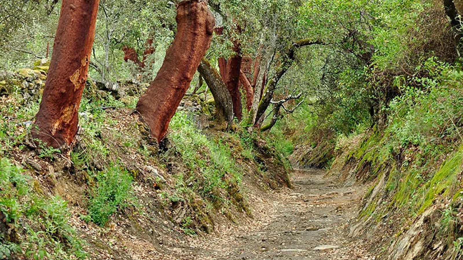 Sendero Riveras de Almonaster la Real .