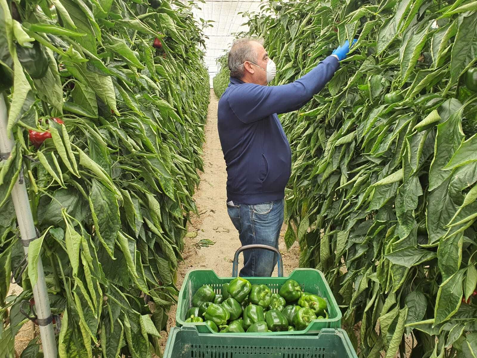 Desde ASAJA-Almería agradecen y valoran el esfuerzo realizado por el sector, especialmente en los momentos más duros de la pandemia.