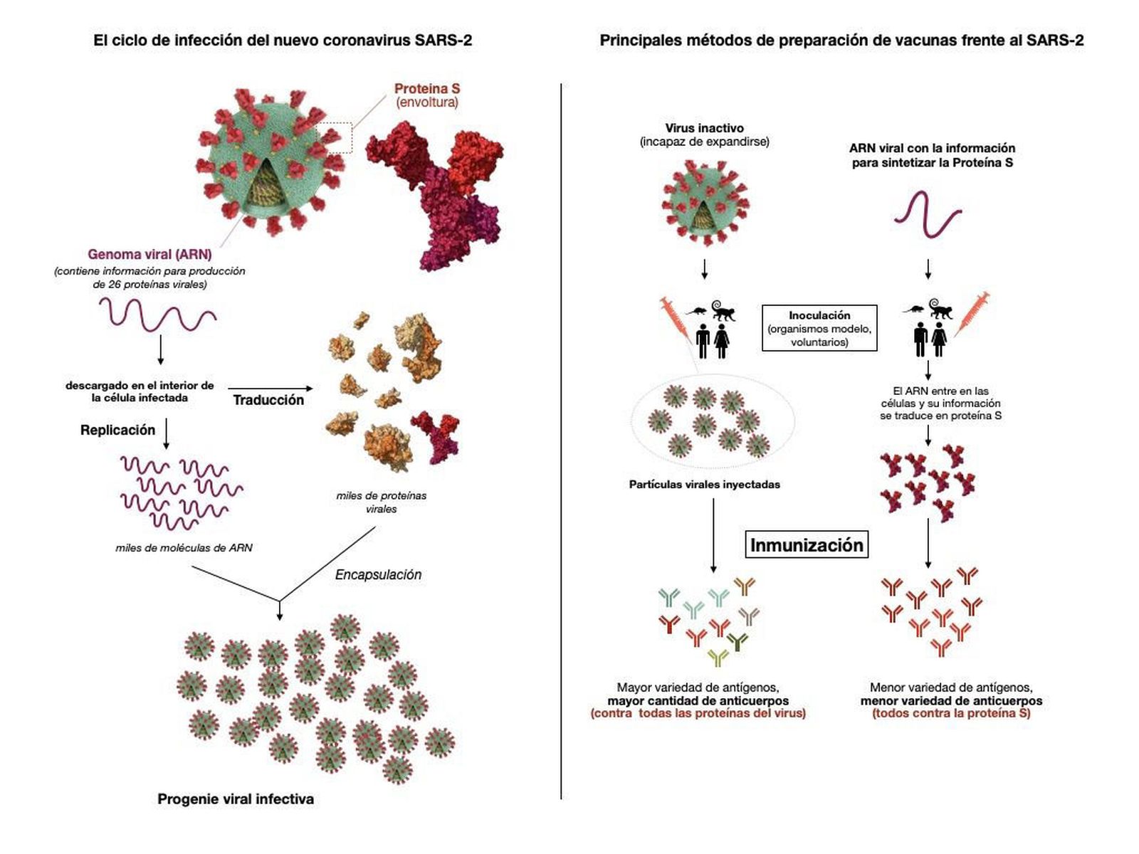 Ciclo de infección de nuevo coronavirus y principales métodos de preparación de vacunas.