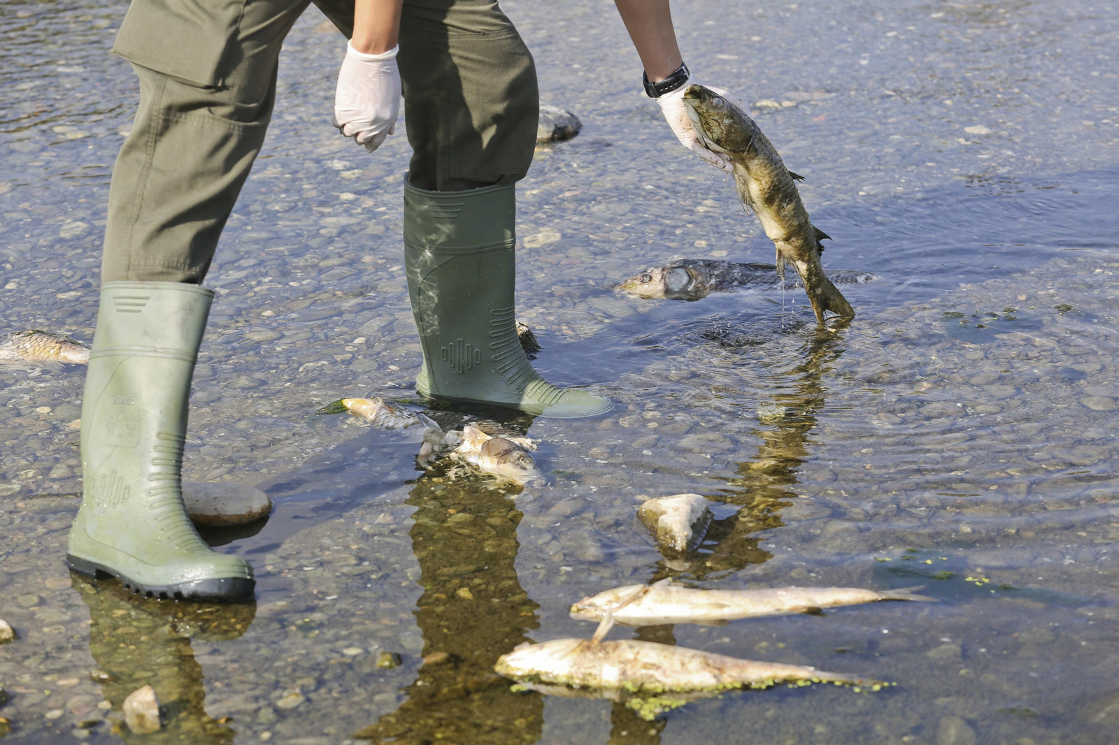 Aparecen cientos de aves y peces muertos en el río Guadalhorce