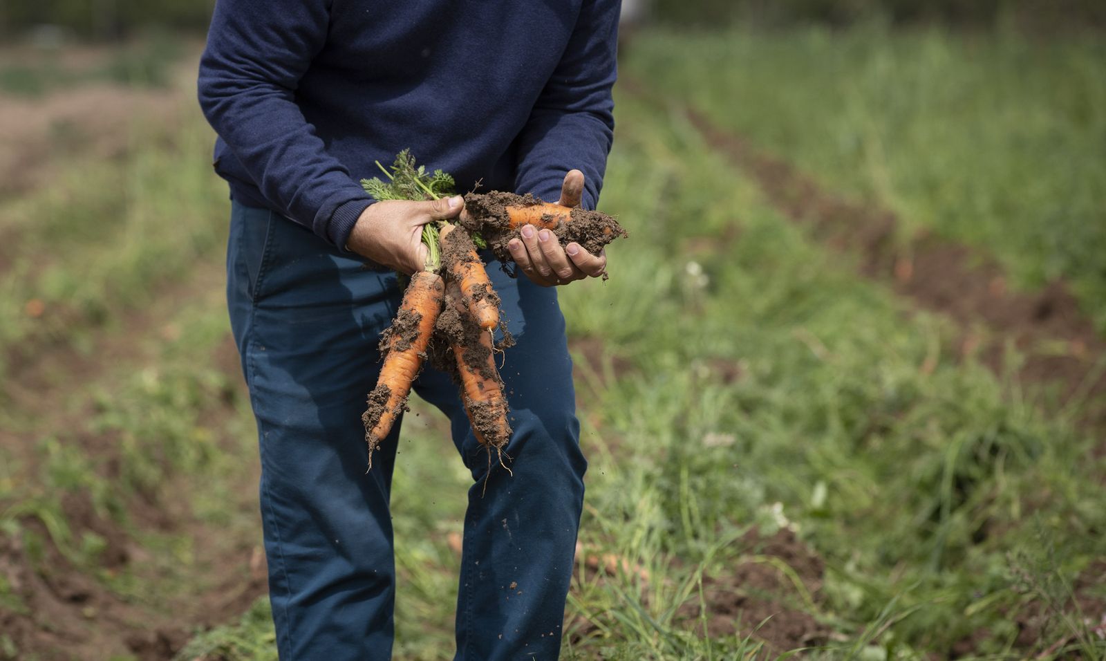 Coronavirus: de la tierra a la mesa