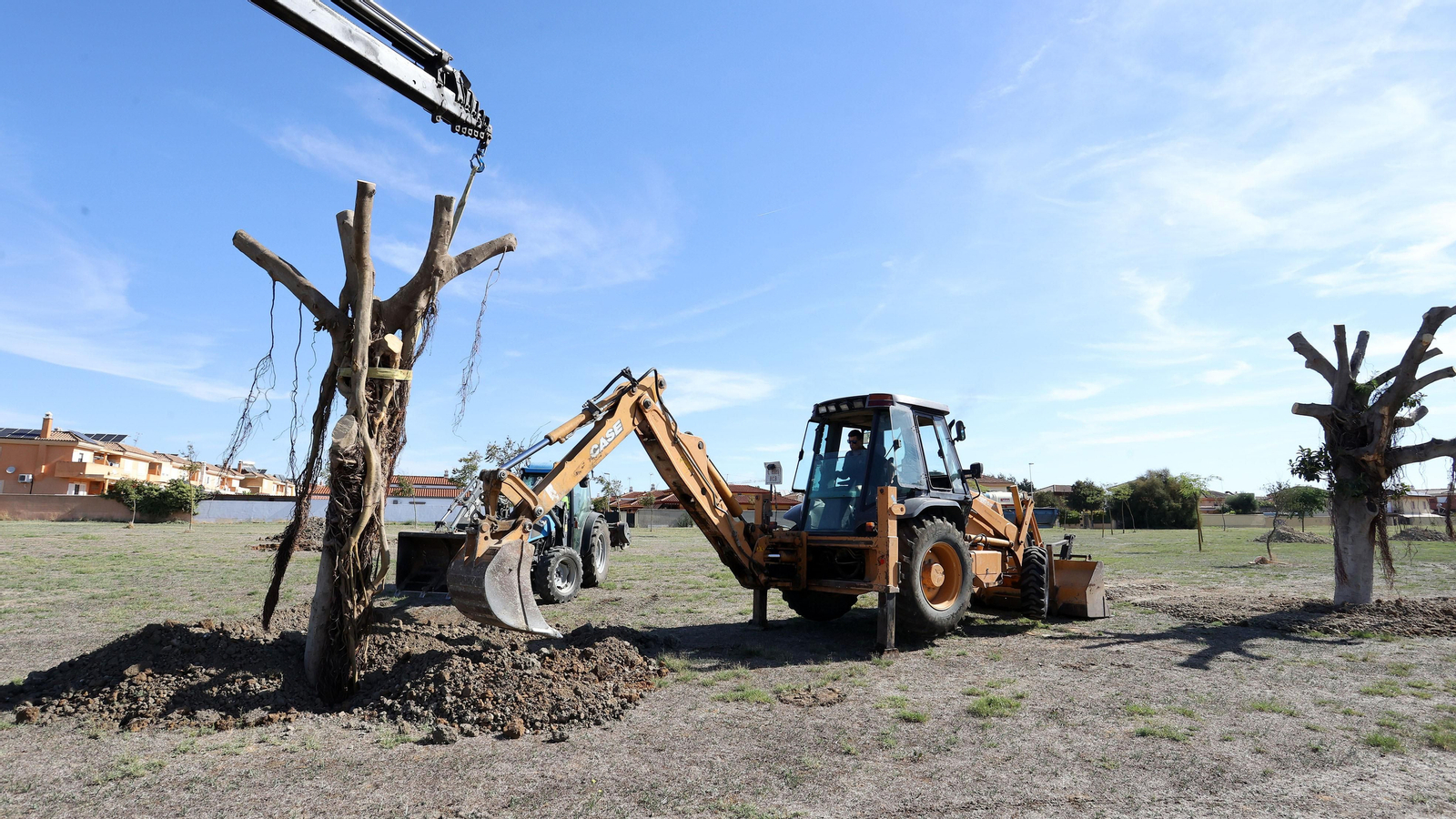 Traslado de los árboles de Chapín