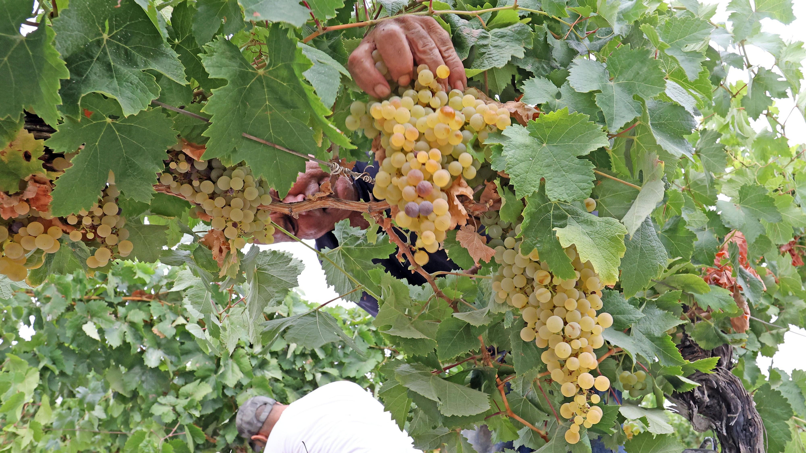 Vendimia a mano en Viña el Candelero en Jerez