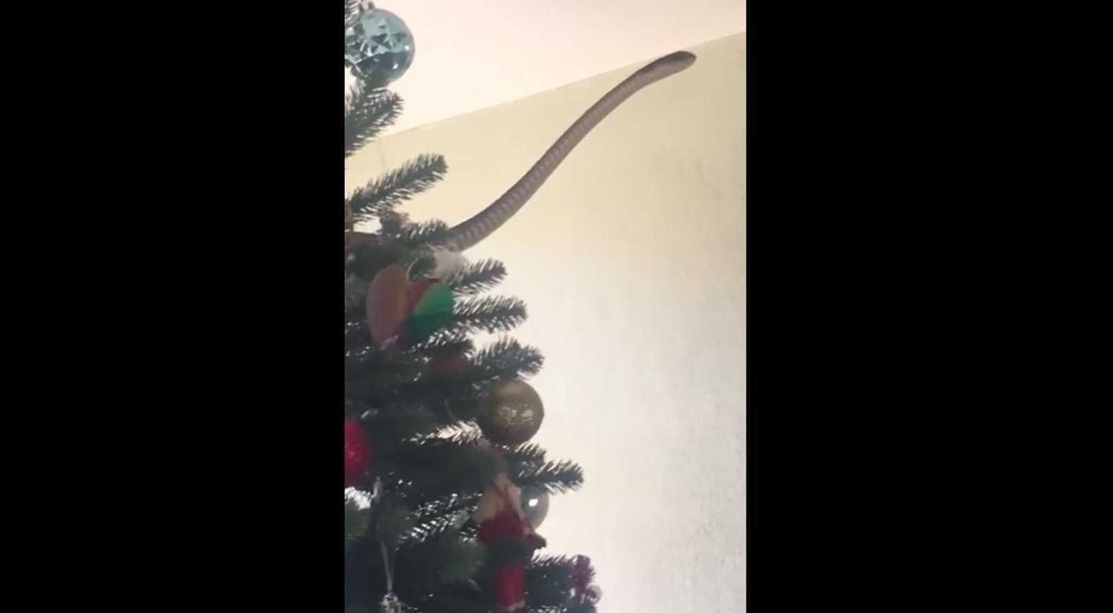 Una familia encuentra en su árbol de Navidad una serpiente venenosa