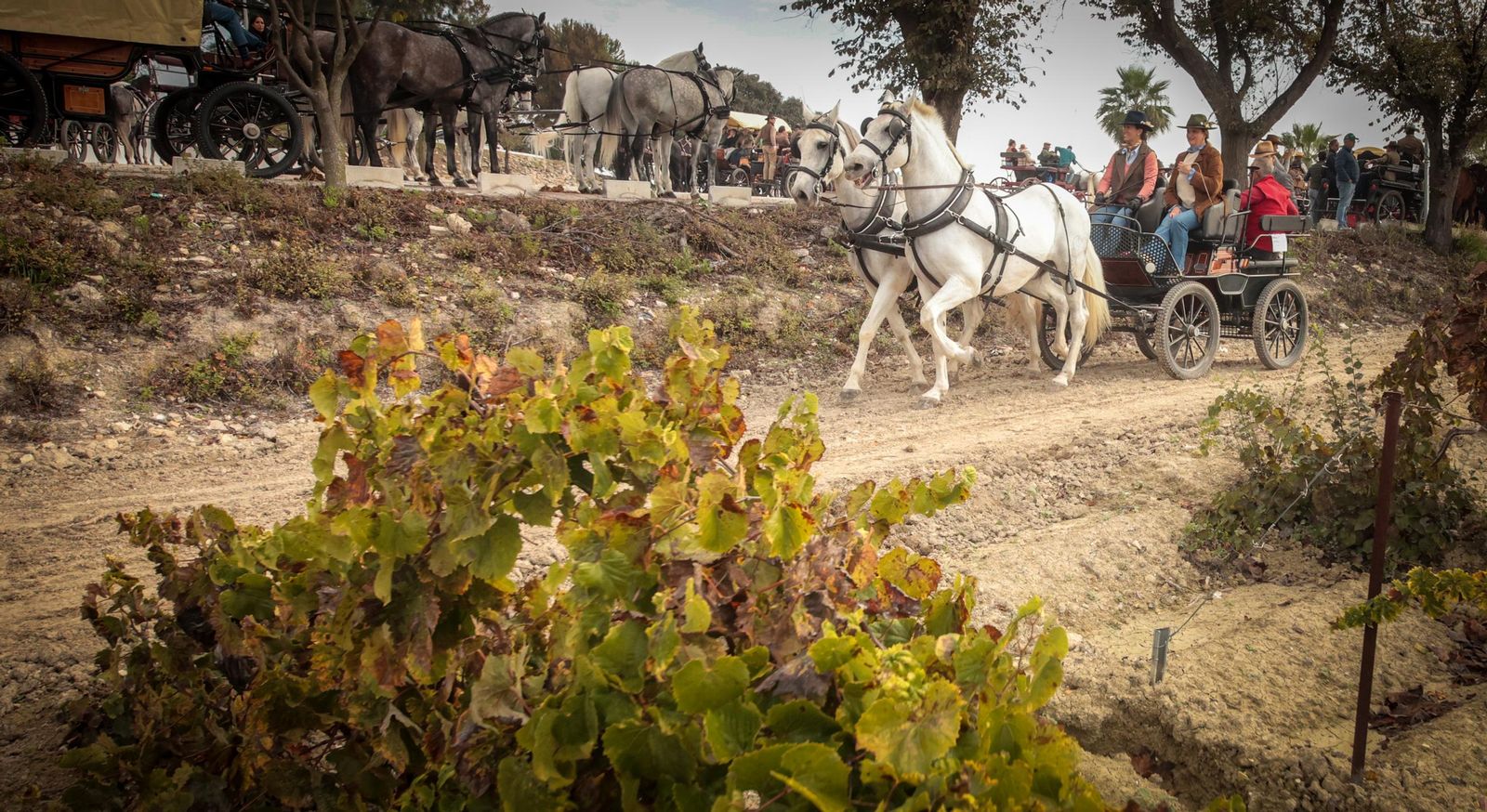 Búscate en la III Ruta Viñas de Jerez de Enganches