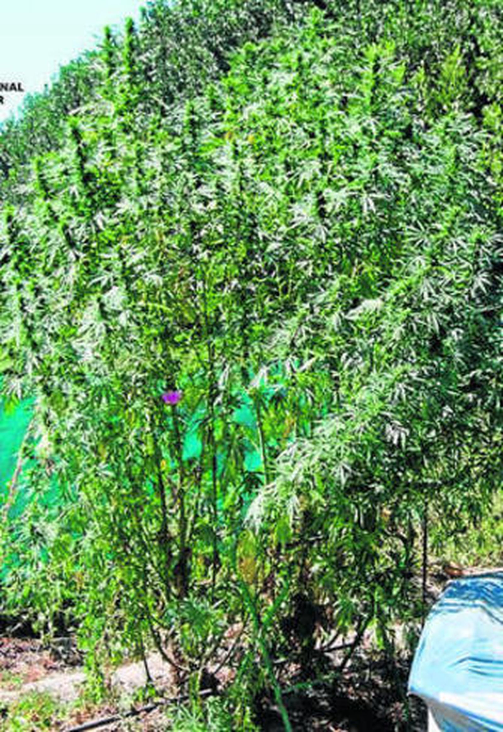 Una de las plantas de marihuana.