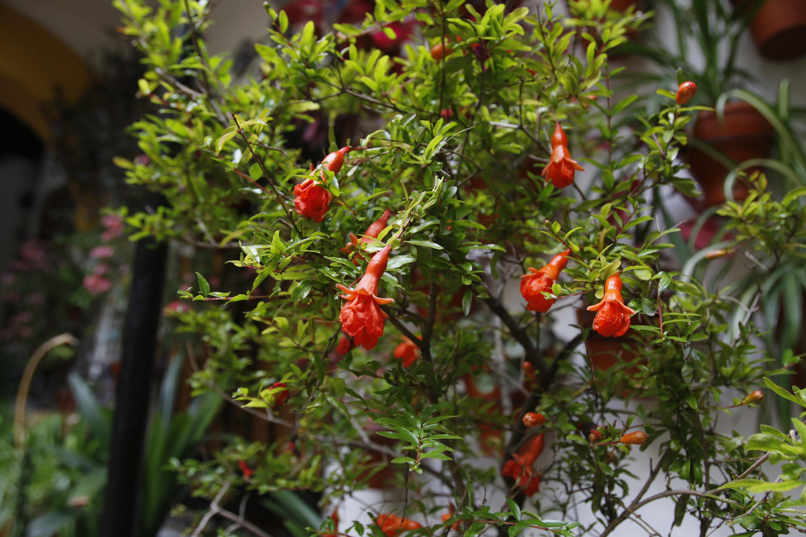 Los Patios de Córdoba en tiempos de crisis: Duque de la Victoria, 3